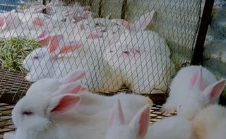 Rabbit Kits For Sale