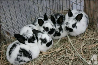 Beautiful Broken Newzealand Kits For Sale