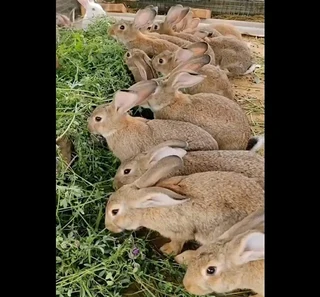 Flemish Giants 4 Sale