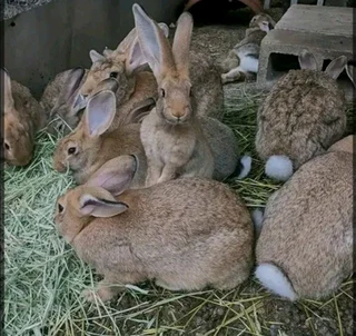 Flemish Giants 4 Sale