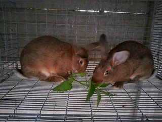 RABBITS FOR SALE