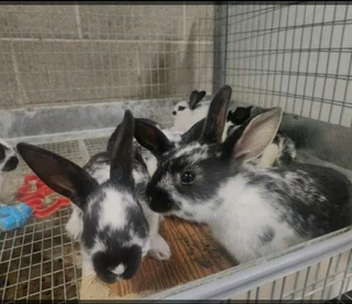 RABBITS FOR SALE
