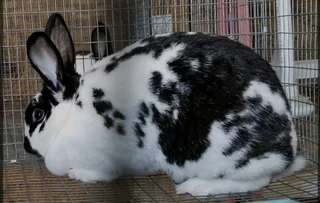 RABBITS FOR SALE