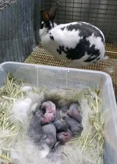 RABBITS FOR SALE
