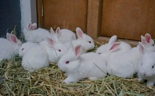 RABBITS FOR SALE