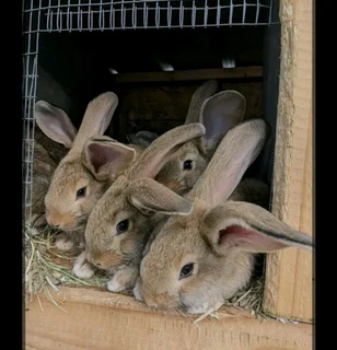 A variety of pure breeds