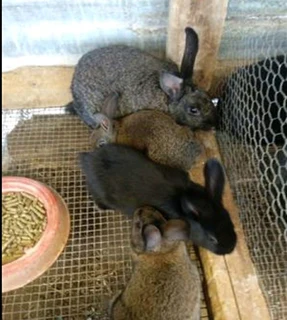 A Variety Of Pure Rabbit Breeds Available For Sale