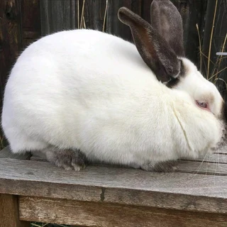 A Variety Of Pure Rabbit Breeds Available For Sale