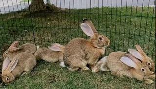 Flemish Giants Available For Sale