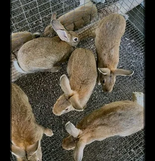 Flemish Giants Available For Sale