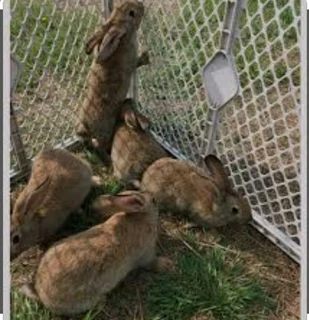 Flemish Giants Available For Sale