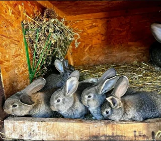 Flemish Giant Rabbits For Sale