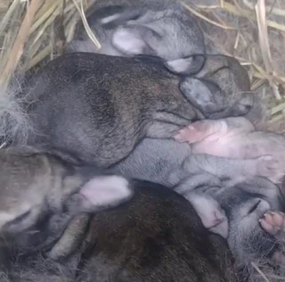 Flemish Giant Rabbits For Sale