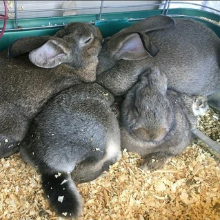 Flemish Giant Rabbits For Sale