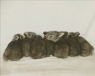 Flemish Giant Rabbits For Sale