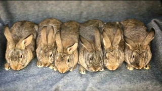 Flemish Giant Rabbits For Sale