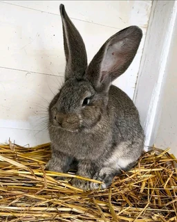A variety of pure rabbit breeds available for sale