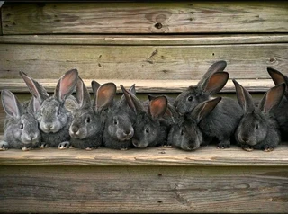 A variety of pure rabbit breeds available for sale