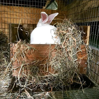 A variety of pure rabbit breeds available for sale