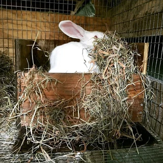 A variety of pure rabbit breeds available for sale