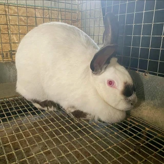 A variety of pure breeds available for sale