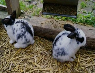 A variety of pure breeds available for sale