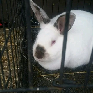 Rabbits for sale