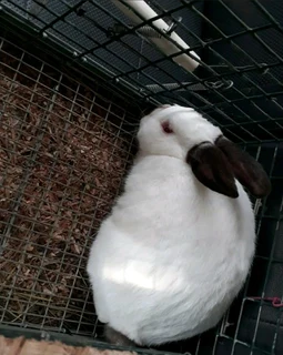 Pure rabbit breeds available for sale