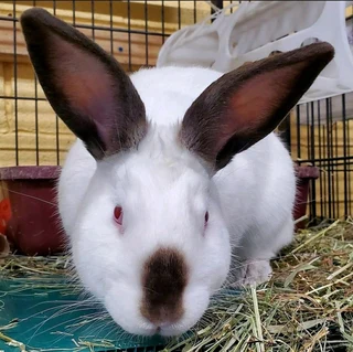 Pure rabbit breeds available for sale