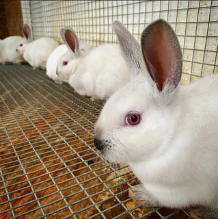 Pure rabbit breeds available for sale