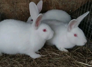 Newzealand White Rabbits For Sale
