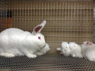 A variety of pure rabbit breeds for sale