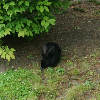 A variety of pure rabbit breeds for sale