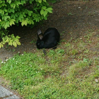 A variety of pure rabbit breeds for sale