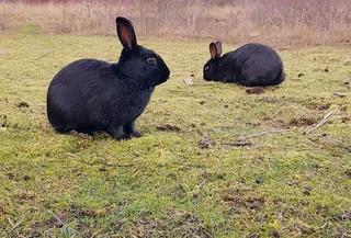 A variety of pure rabbit breeds for sale