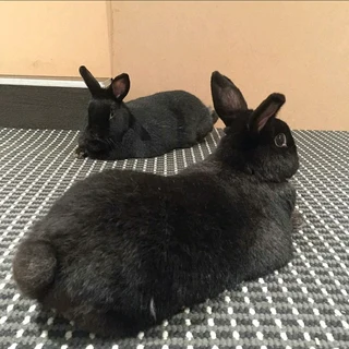 A variety of pure rabbit breeds for sale