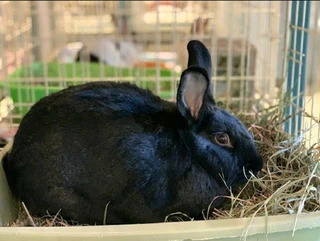 A variety of pure rabbit breeds for sale