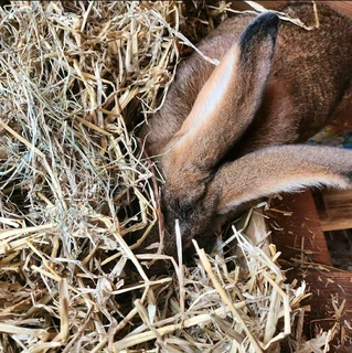 A variety of pure rabbit breeds available for sale