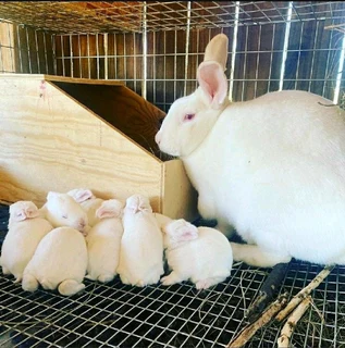 A variety of pure rabbit breeds available for sale
