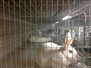 Rabbits For Sale