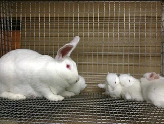 Rabbits For Sale