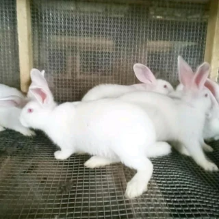 Newzealand White Rabbits For Sale