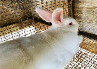 Newzealand White Rabbits For Sale