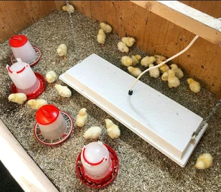 Light Sussex Chicks For Sale