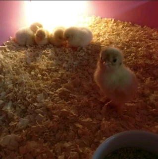 Light Sussex Chicks For Sale