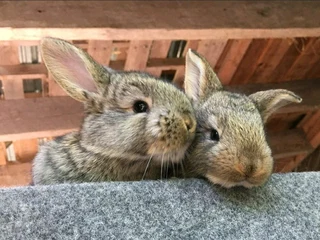 Flemish Giants For Sale