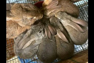 Flemish Giants For Sale