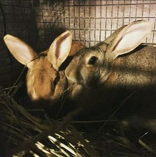 Flemish Giants for sale