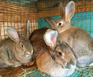 Flemish Giant Kits For Sale