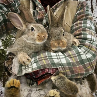 Flemish Giant Kits For Sale